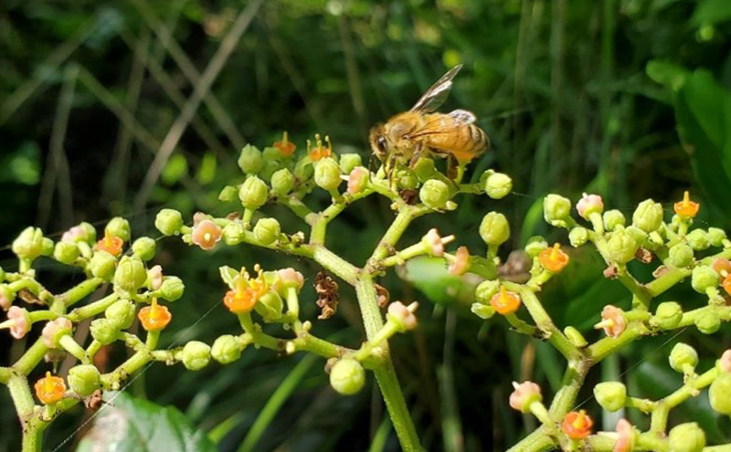 盛岡市 大西養蜂場 ・非加熱 はちみつ《夏の百花（やぶからし）》600g 貴重 採蜜 無加工 ミツバチ マスカットさわやか ビタミン ミネラル 栄養素 国産はちみつ 非加熱はちみつ 非加熱 岩手 岩手県 盛岡市