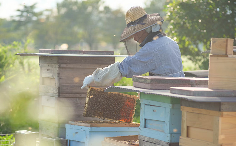 盛岡市 大西養蜂場 ・非加熱 はちみつ《夏の百花（やぶからし）》600g 貴重 採蜜 無加工 ミツバチ マスカットさわやか ビタミン ミネラル 栄養素 国産はちみつ 非加熱はちみつ 非加熱 岩手 岩手県 盛岡市