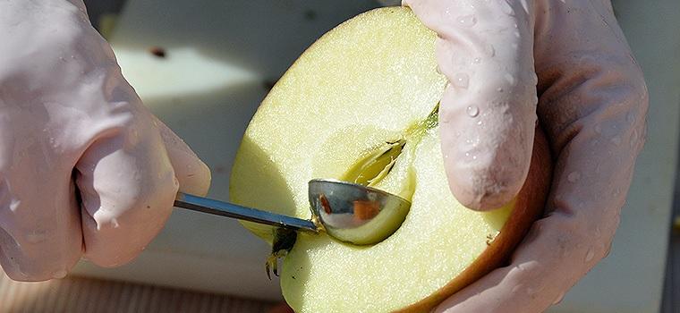 【五枚橋ワイナリー】林檎ワイン 和食に合う2本セット（ジョナゴールド）