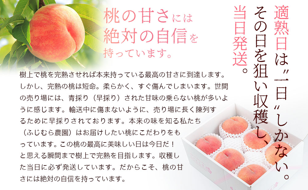 白桃 家庭用 2kg 約5～8玉 桃 モモ もも 果物 くだもの フルーツ 旬の果物 旬のフルーツ 季節の果物 季節のフルーツ 岩手 岩手県 盛岡市