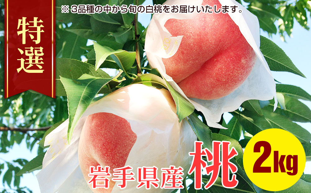 特選 白桃 2kg 約5～8玉 ふじむら農園 桃 もも モモ 果物 くだもの フルーツ 旬の果物 旬のフルーツ ギフト 贈り物 プレゼント 岩手 岩手県 盛岡市