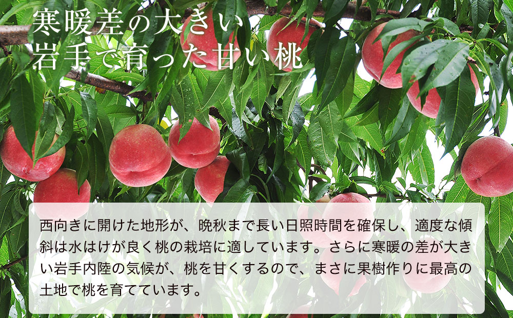 特選 白桃 2kg 約5～8玉 ふじむら農園 桃 もも モモ 果物 くだもの フルーツ 旬の果物 旬のフルーツ ギフト 贈り物 プレゼント 岩手 岩手県 盛岡市