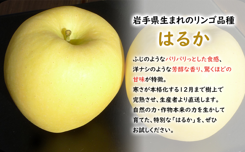 【大櫻農園】はるか 盛岡 完熟 りんご 約3kg（7～9玉）林檎 リンゴ 果物 フルーツ 旬の果物 旬のフルーツ 季節の果物 季節のフルーツ 岩手りんご 岩手県 盛岡市
