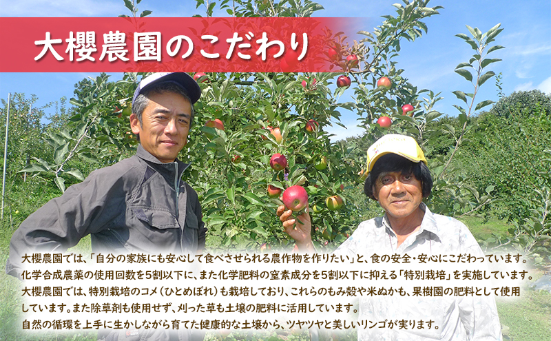 【大櫻農園】はるか 盛岡 完熟 りんご 約3kg（7～9玉）林檎 リンゴ 果物 フルーツ 旬の果物 旬のフルーツ 季節の果物 季節のフルーツ 岩手りんご 岩手県 盛岡市