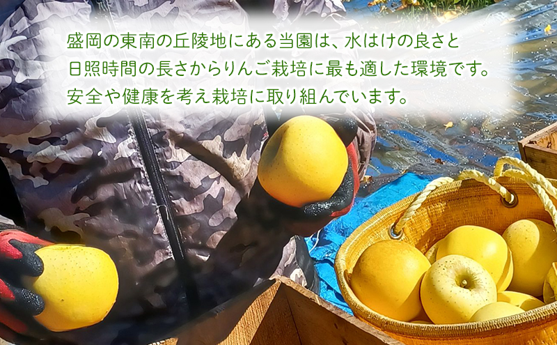 先行予約≪2025年11月初旬～発送≫盛岡ブランド認証『シナノゴールド』約3kg(家庭用)10玉前後 果物類 林檎 盛岡りんご りんご リンゴ