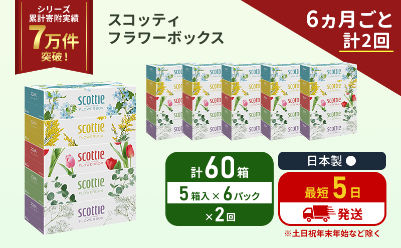 スコッティ フラワーボックス 60箱 (5箱×6パック)[6ヶ月ごと計2 回] 定期便 ティッシュ ティッシュペーパー