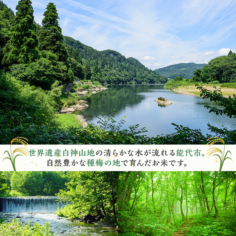 令和7年産 米 お米 《定期便9ヶ月》【玄米】秋田県産 あきたこまち あきた種梅産こまち 杜の雫 こだわりの大粒 10kg（5kg×2袋）×9回 合計90kg
