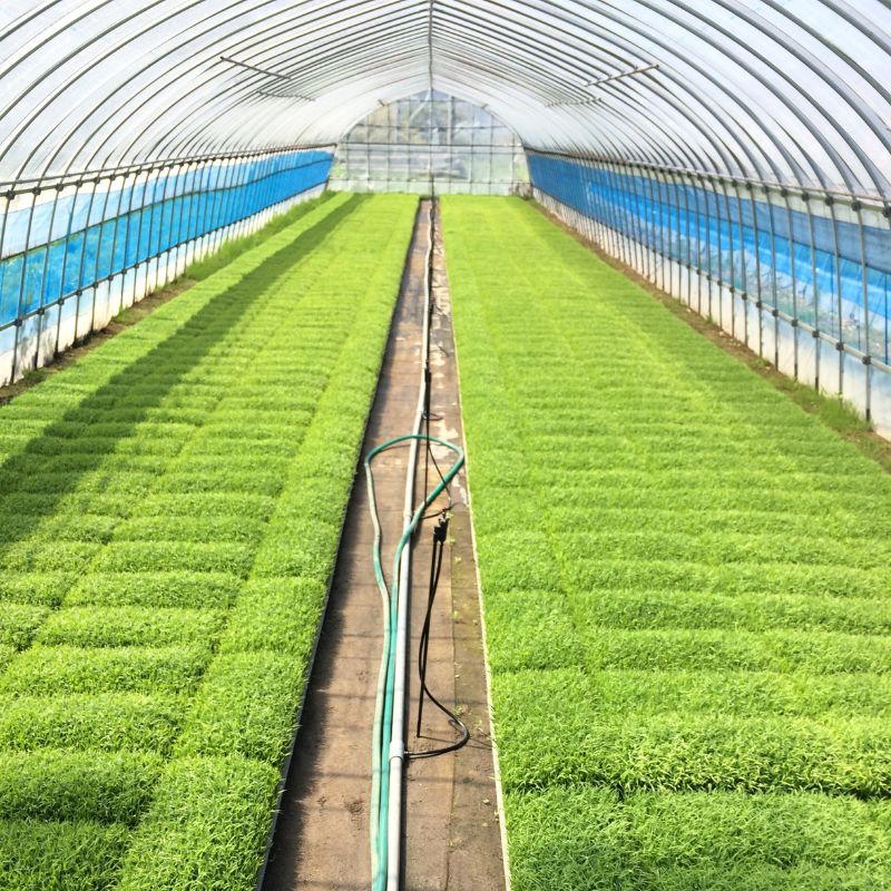 玄米 農家直送！うまい!! 本場のあきたこまち 10kgご飯 ブランド米 おにぎり 令和7年産 産地直送 おこめ ごはん 秋田県 秋田 能代市 お米 銘柄米 お弁当 和食