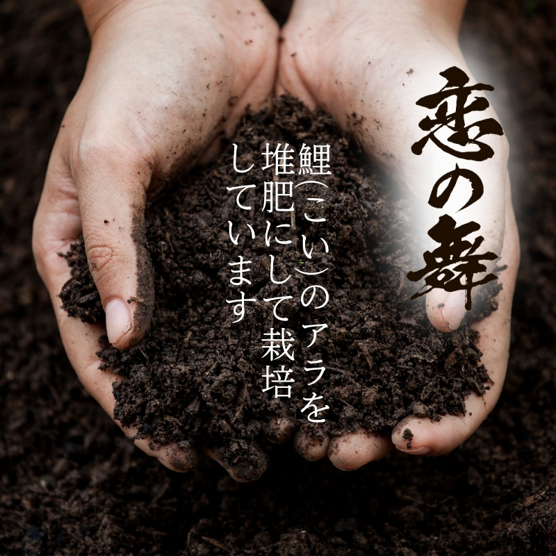 令和7年産 新米 特別栽培米 恋の舞 ササニシキ にかほ 精米 5kg　[ 米 コメ こめ 秋田県産 国産米 ]