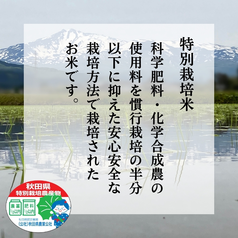 令和7年産 新米 特別栽培米 恋の舞 ササニシキ にかほ 精米 5kg　[ 米 コメ こめ 秋田県産 国産米 ]