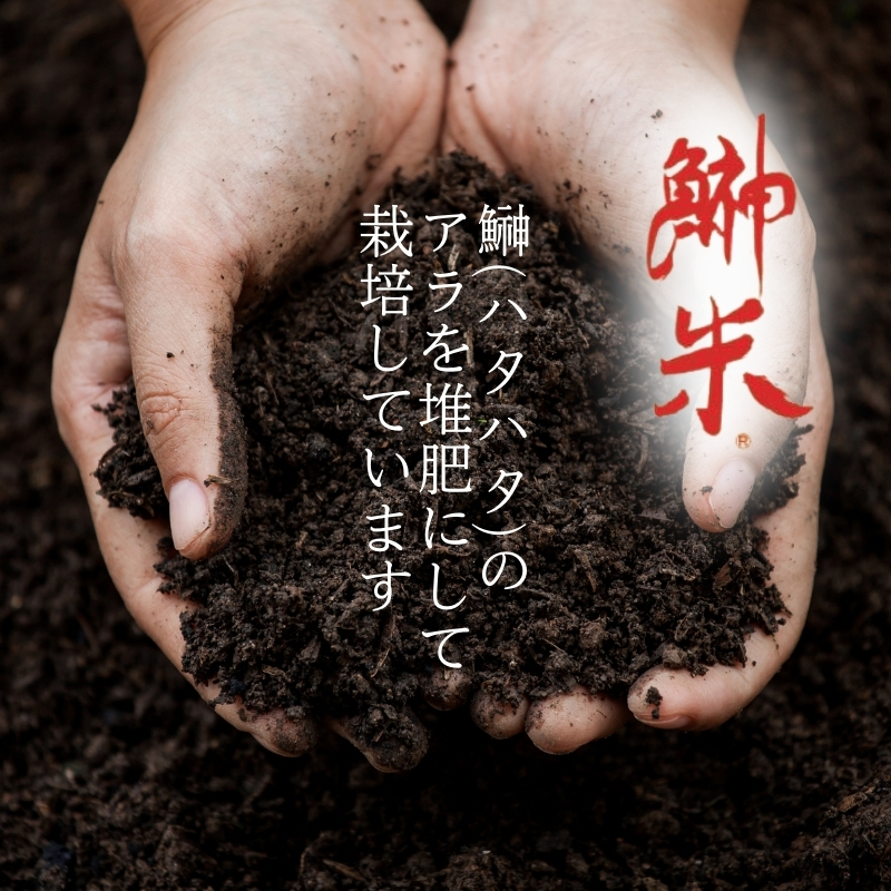 令和7年産11月から発送 特別栽培米 鰰米 コシヒカリ にかほ 精米 10kg