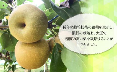 【令和8年産先行予約】「恋する甘さ！」こだわりの和梨 幸水か豊水　秀品3kg(5～10玉)　山形県鶴岡産　安野農園