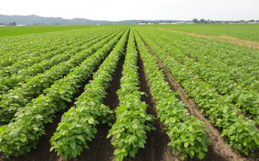 【令和8年産先行予約】ＪＡ鶴岡 殿様のだだちゃ豆　1.5kg(250g×6袋)　鶴岡市農業協同組合　K-831