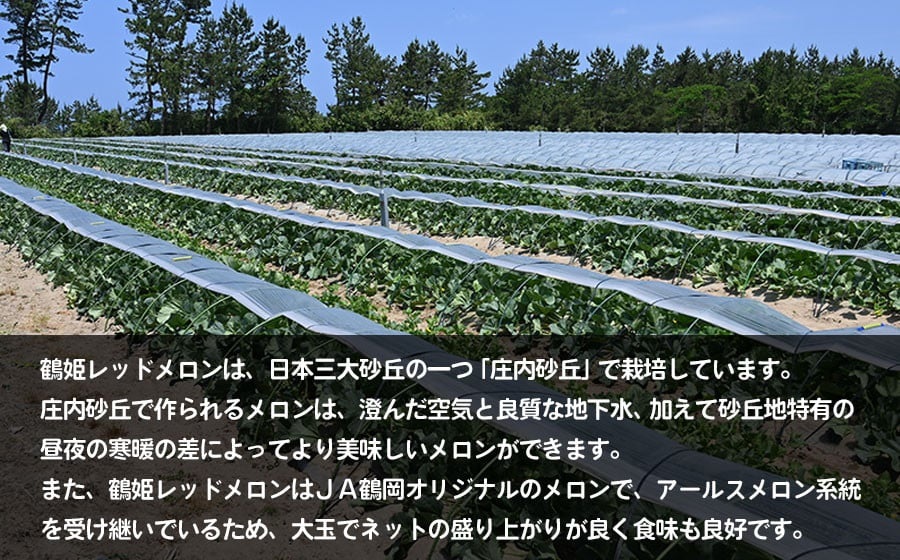 【令和8年産先行予約】 鶴姫レッドメロン（3～5玉） 秀品 4L～2L　K-843　JA鶴岡　赤肉メロン