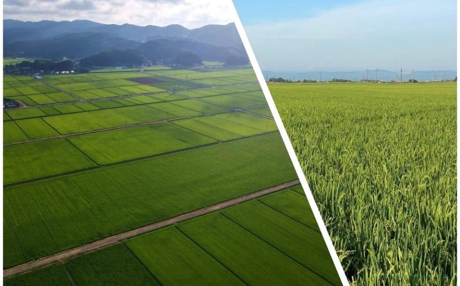 【令和7年産】Gセレクション はえぬき 白米 5kg(5kg×1袋) 山形県鶴岡市産　株式会社グラノフ