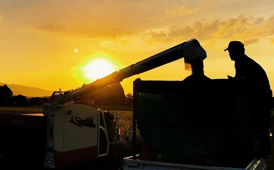 【令和7年産】庄内おばこ農場の特別栽培米 つや姫 精米 10kg (10kg×1袋)　K-7105