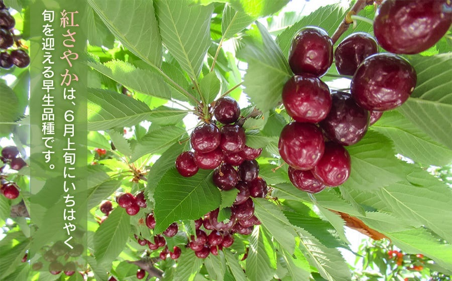 【令和8年産先行予約】【訳あり】さくらんぼ 紅さやか M～Lサイズ混合 バラ詰め 1.6kg（200g×4P×2箱）鶴岡市産　大膳農園 1.6kg