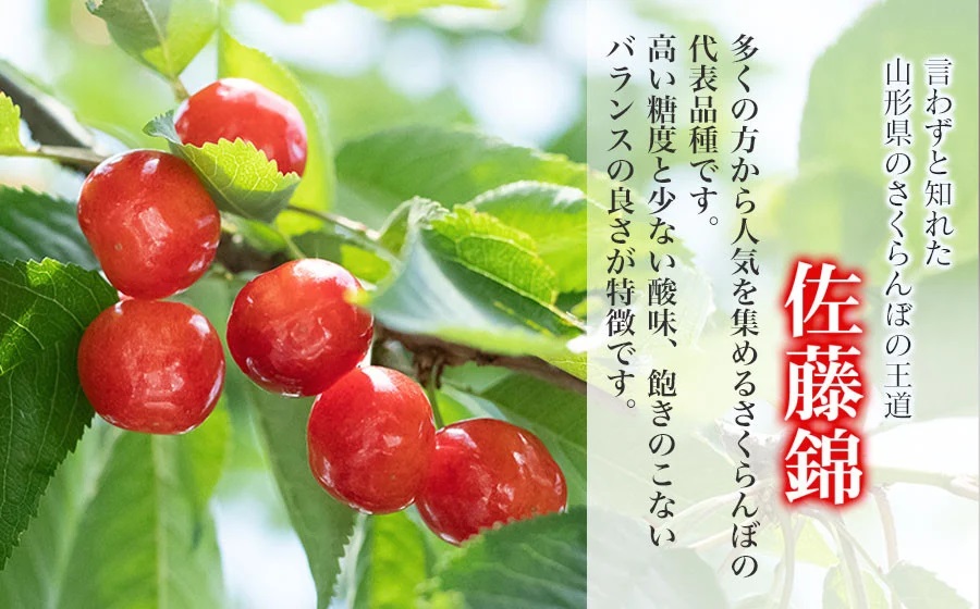 【令和8年産先行予約】さくらんぼ 佐藤錦 Lサイズ バラ詰め 1kg(500g×2P) 鶴岡市産　大膳農園 Lサイズ　1kg