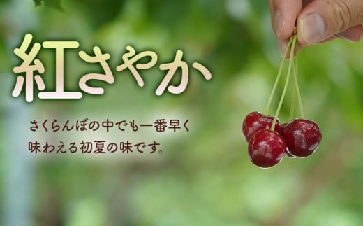 【令和8年産先行予約】くにちゃん農園のさくらんぼ「紅さやか」 バラ詰め1kg（500g×2パック）　K-856