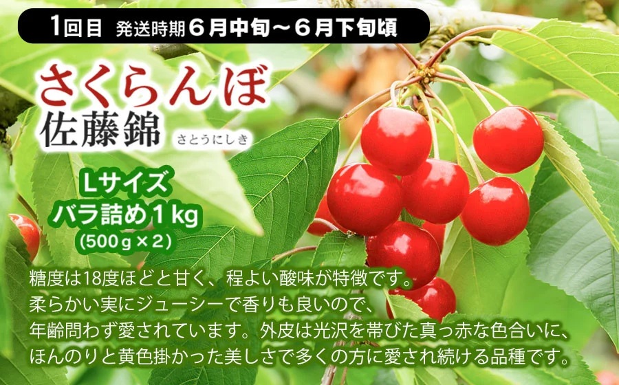 【定期便】【令和8年産先行予約】 山形県鶴岡産 旬のお楽しみフルーツセット (果物) さくらんぼ・メロン・大粒ぶどうの詰合せ (計3回)　産直あぐり