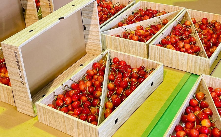 【令和8年産先行予約】山形県鶴岡産 さくらんぼ「佐藤錦」バラ詰め1kg　K-867　JA庄内たがわ