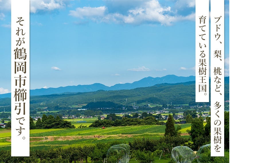 【令和8年産先行予約】鶴岡市産 シャインマスカット 約2kg（2～4房） 　齋藤農園（齋藤 英喜）
