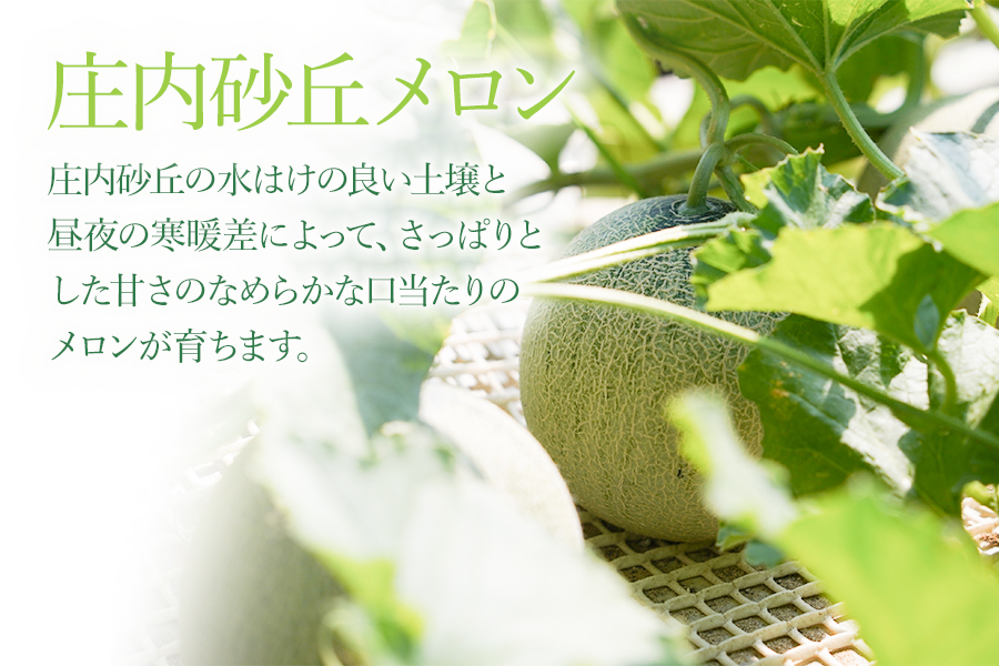 【令和8年産先行予約】 庄内砂丘メロン（赤肉）約4.5kg 2L～4L 【秀品】 3～5玉入 【令和8年7月上旬～下旬頃発送予定】山形県鶴岡産 紅花メロン　丸果庄内青果
