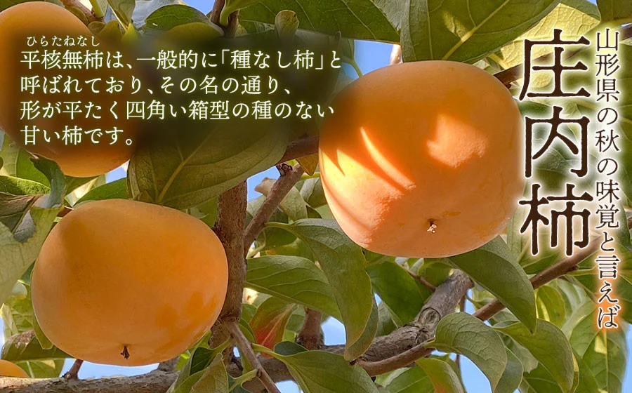 【令和8年産先行予約】家庭用庄内柿 たねなし柿 平核無柿 脱渋済み 約2kg（12～18玉）　山形県鶴岡市　重ちゃん農園