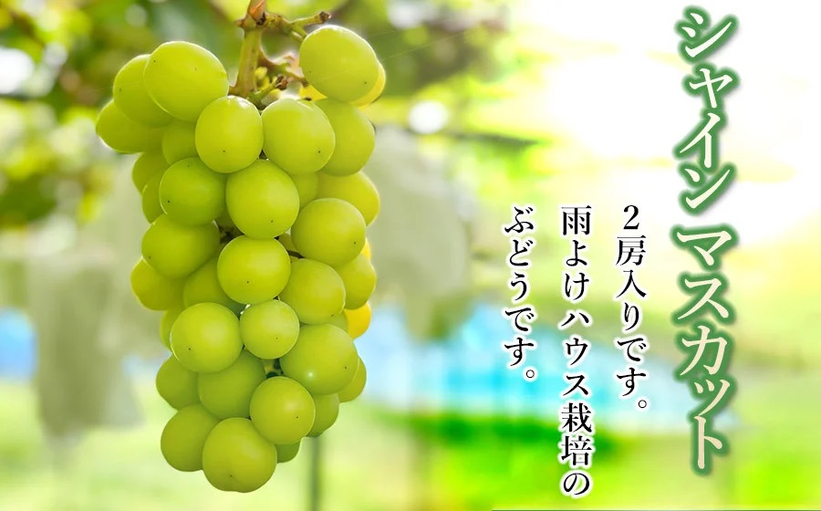 【令和8年産先行予約】ぶどう シャインマスカット 約1.2kg (2房) 山形県鶴岡市　伊藤農園