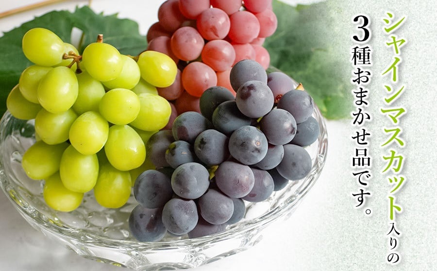 【令和8年産先行予約】 シャインマスカット入り 3種おまかせ ぶどう セット 約2kg　伊藤農園