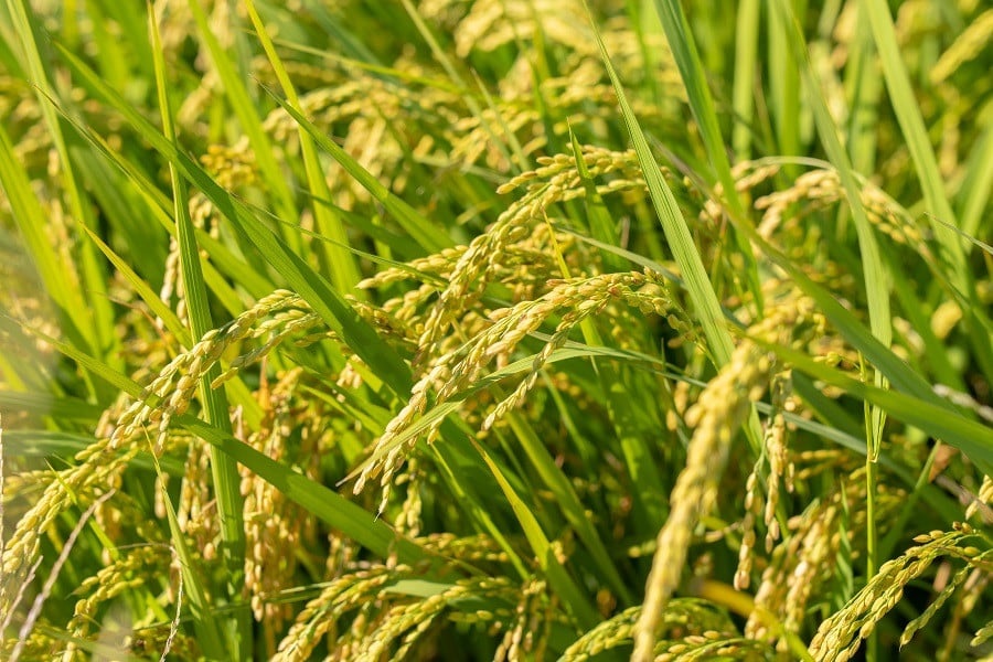 【令和7年産】 馬町さくらファームのはえぬき 精米 15kg（5kg×3袋）　K-7147