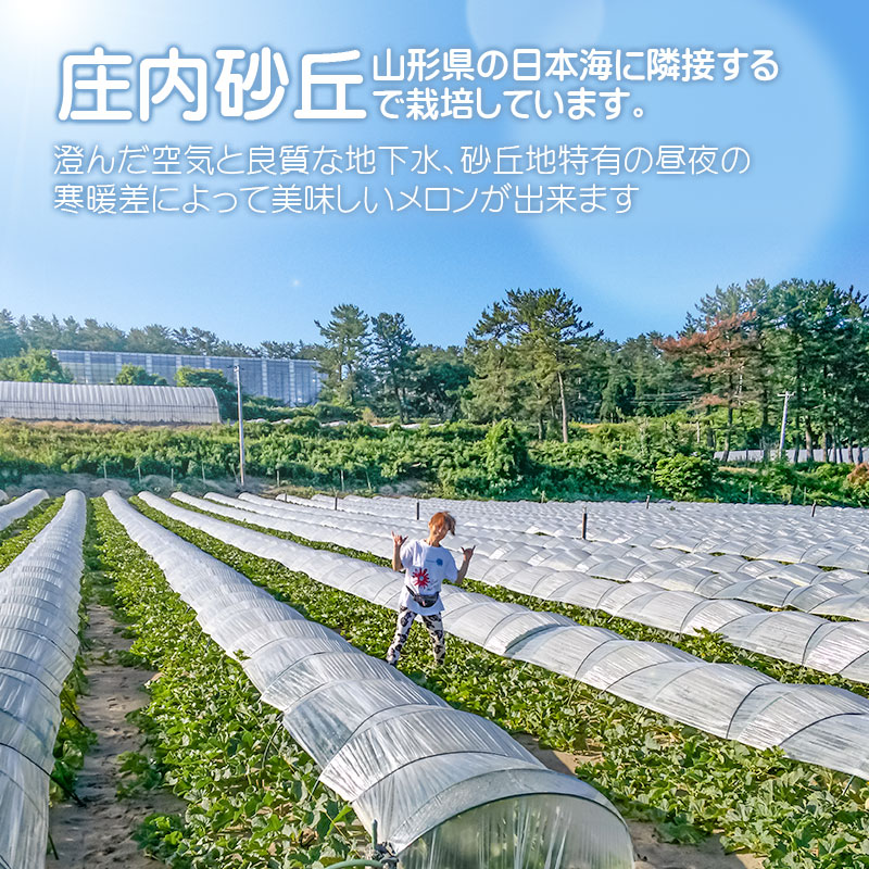 【令和6年産先行予約】 秋どりアンデスメロン 2玉（3L） 山形県鶴岡市産 庄内砂丘メロン　小林ファーム
