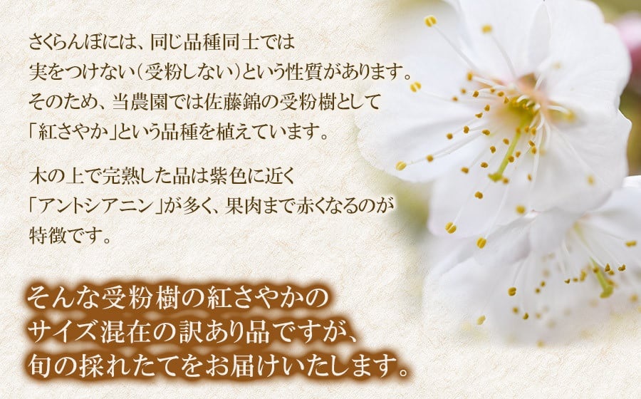 【令和8年産先行予約】【訳あり】さくらんぼ 紅さやか L～2Lサイズ混合 バラ詰め 800g（200g×4P）鶴岡市産　大膳農園 800g