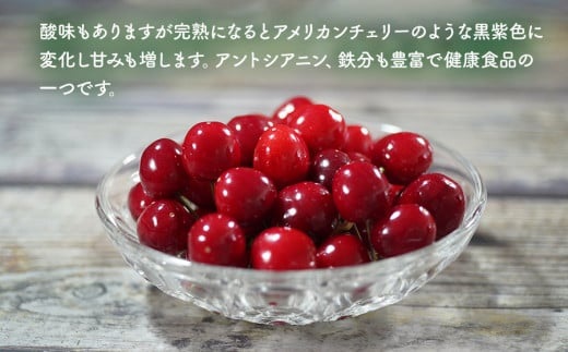 【令和8年産先行予約】くにちゃん農園のさくらんぼ「紅さやか」 バラ詰め1kg（500g×2パック）　K-856