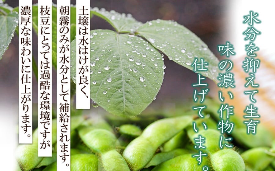 【令和8年産先行予約】 山形県鶴岡産 だだちゃ豆　約1.5kg（250g×6袋）　三浦農産