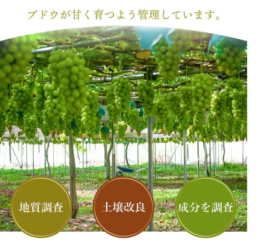 【令和8年産先行予約】鶴岡市産 シャインマスカット 約2kg（2～4房） 　齋藤農園（齋藤 英喜）