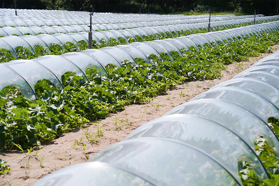 【令和8年産先行予約】 庄内砂丘メロン（赤肉）約4.5kg 2L～4L 【秀品】 3～5玉入 【令和8年7月上旬～下旬頃発送予定】山形県鶴岡産 紅花メロン　丸果庄内青果