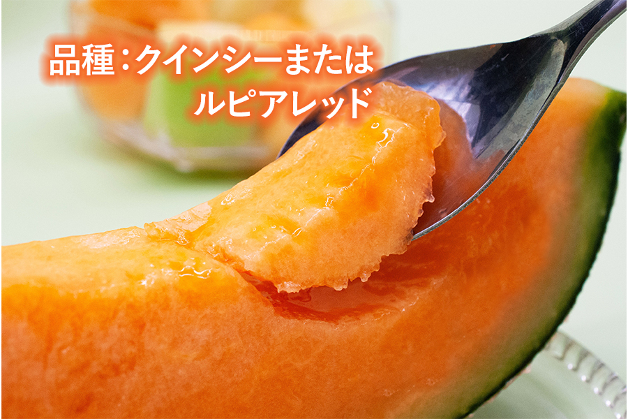 【令和8年産先行予約】 庄内砂丘メロン（赤肉）約4.5kg 2L～4L 【秀品】 3～5玉入 【令和8年7月上旬～下旬頃発送予定】山形県鶴岡産 紅花メロン　丸果庄内青果