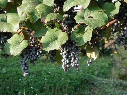 親子で楽しむ！！山ぶどう酒＆ぶどうジュースセット　720ml×2本　K-746