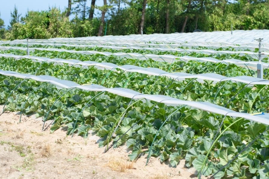 【令和8年産先行予約】 アンデスメロン（3～5玉）　秀品 4L～2L　K-839　JA鶴岡