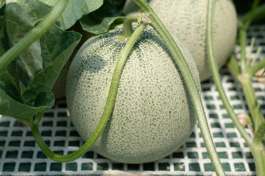 【令和8年産先行予約】 鶴姫レッドメロン（3～5玉） 秀品 4L～2L　K-843　JA鶴岡　赤肉メロン