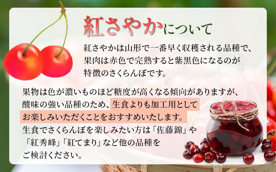 【令和8年産先行予約】【訳あり】さくらんぼ 紅さやか M～Lサイズ混合 バラ詰め 1.6kg（200g×4P×2箱）鶴岡市産　大膳農園 1.6kg