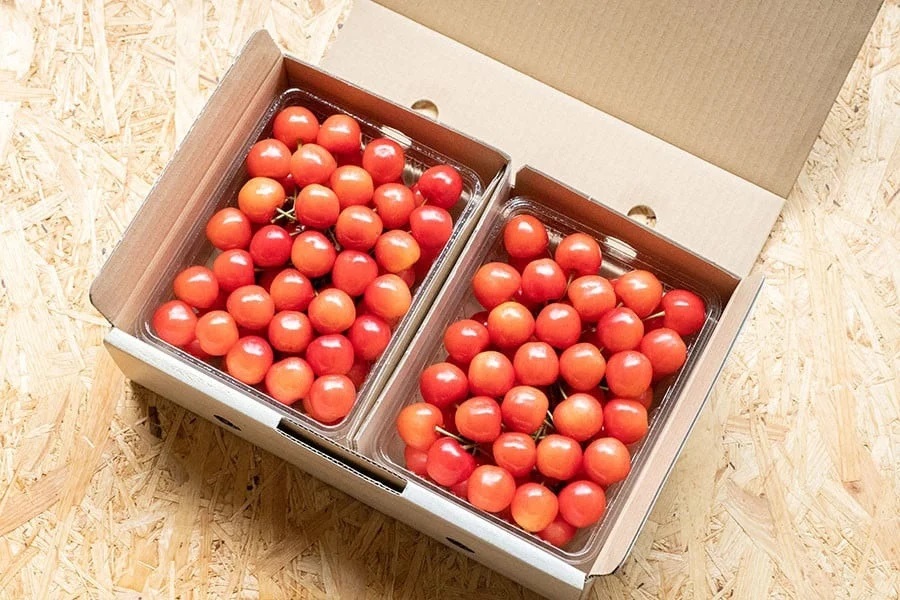 【令和8年産先行予約】さくらんぼ 佐藤錦 Lサイズ バラ詰め 1kg(500g×2P) 鶴岡市産　大膳農園 Lサイズ　1kg