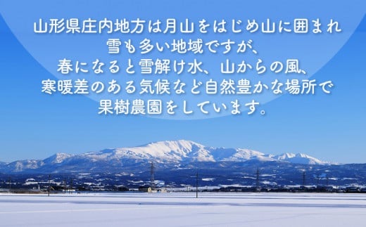 【令和8年産先行予約】くにちゃん農園のさくらんぼ「紅さやか」 バラ詰め1kg（500g×2パック）　K-856