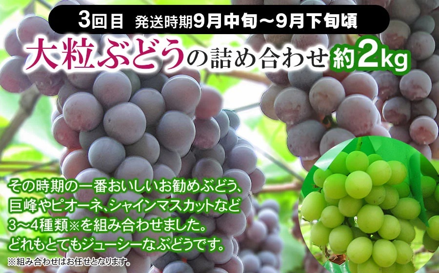 【定期便】【令和8年産先行予約】 山形県鶴岡産 旬のお楽しみフルーツセット (果物) さくらんぼ・メロン・大粒ぶどうの詰合せ (計3回)　産直あぐり