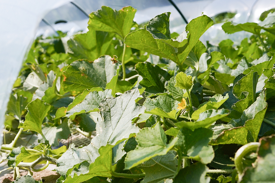 【令和8年産先行予約】 庄内砂丘メロン（赤肉）約4.5kg 2L～4L 【秀品】 3～5玉入 【令和8年7月上旬～下旬頃発送予定】山形県鶴岡産 紅花メロン　丸果庄内青果