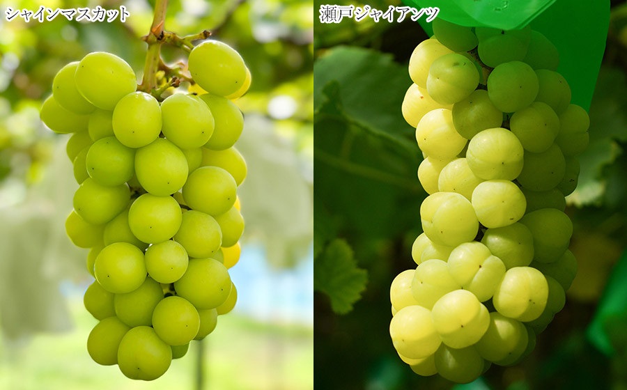 【令和8年産先行予約】 シャインマスカット入り 3種おまかせ ぶどう セット 約2kg　伊藤農園