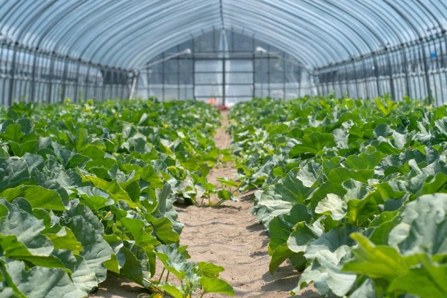 【令和8年産先行予約】お楽しみメロン 3L5玉セット または 2L6玉セット 山形県 庄内産 砂丘メロン 食べ比べ K-860　JA鶴岡