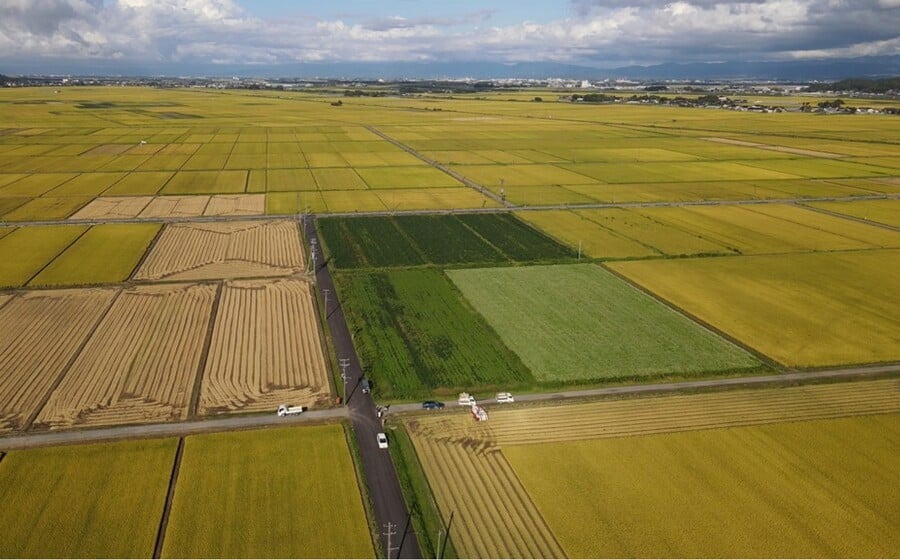 【令和7年産先行予約】 特別栽培米 Gセレクション つや姫・雪若丸 白米 各6kg×1袋 (合計12kg) 食べ比べセット 山形県鶴岡市産　株式会社グラノフ