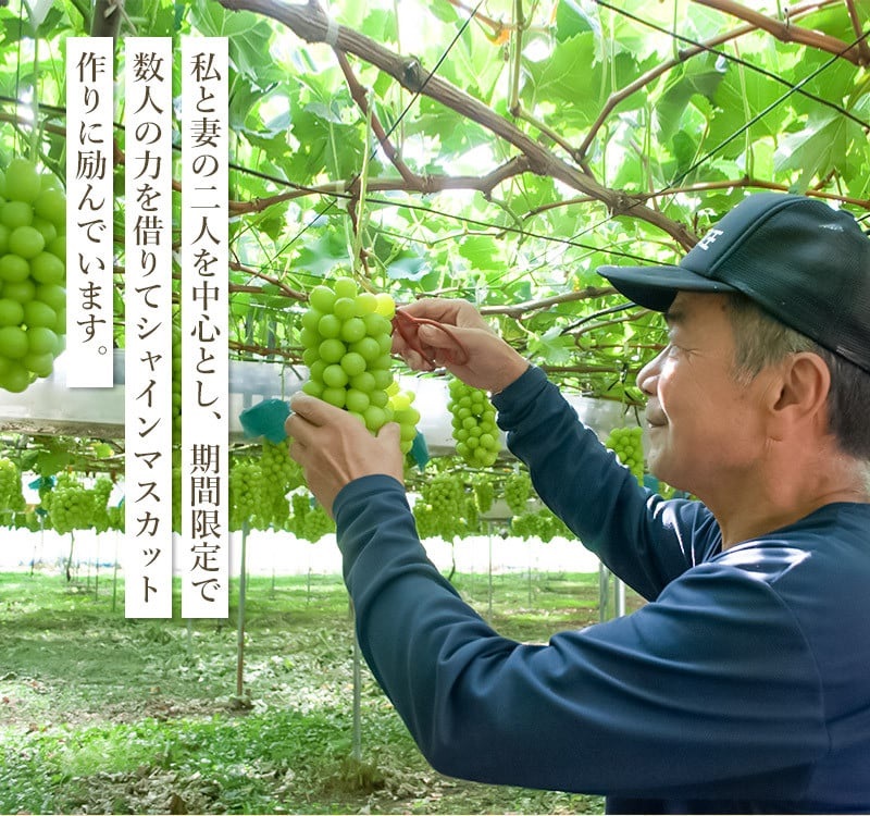 【令和8年産先行予約】鶴岡市産 シャインマスカット 約2kg（2～4房） 　齋藤農園（齋藤 英喜）